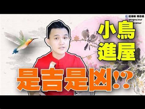 鳥飛 入 屋 風水|【鳥飛進家裡代表什麼】鳥飛進家裡暗示什麼？驚人預兆揭露！